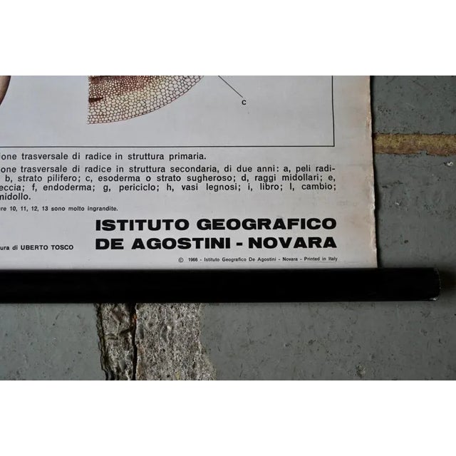 1960s Vintage Biology Poster, 1963 For Sale - Image 5 of 11