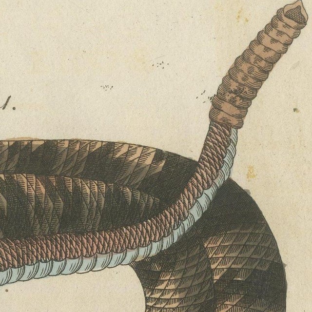 Bertuch, Rattlesnake with Its Rattle, 1805, Print For Sale - Image 9 of 12