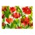 Original Watercolor Painting “Red Tissue Poppies” For Sale