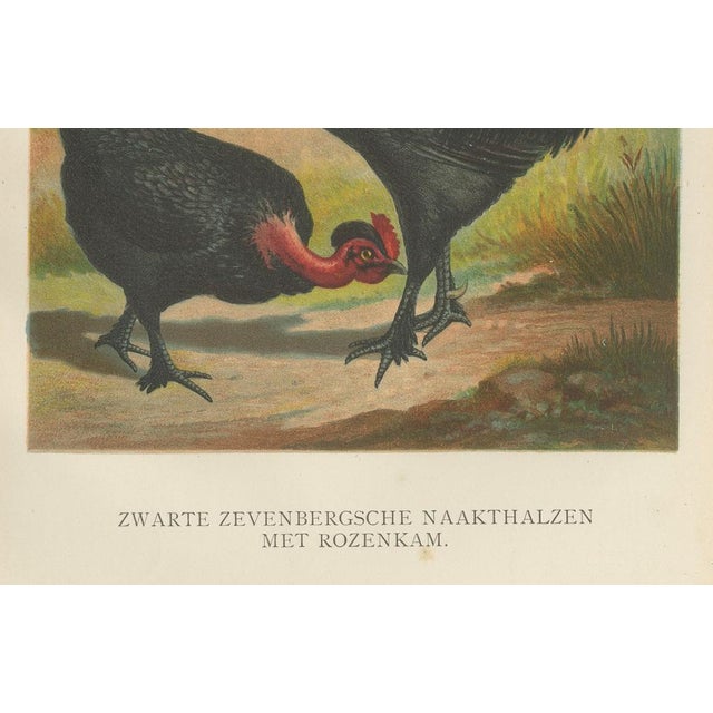 After Förster, Black Zevenbergen Naked Neck Chickens, 1888, Print For Sale - Image 4 of 10