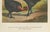 After Förster, Black Zevenbergen Naked Neck Chickens, 1888, Print For Sale - Image 4 of 10
