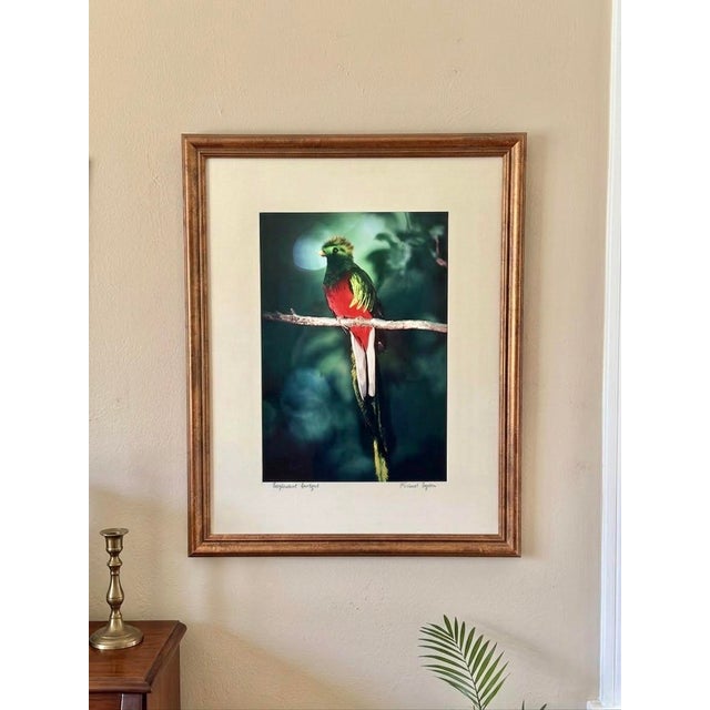 Michael Fogden Signed “Resplendent Quetzal” Costa Rica Wildlife Photograph, 11” × 14” Matted For Sale - Image 11 of 11
