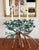 Extraordinary handmade Mangrove triple candelabra with verdigris leaves and copper branches. Very rare and just a...