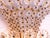 Austrian Wall Sconces with Crystal Flowers & Brass, Vienna, 1950s, Set of 2 For Sale - Image 6 of 10