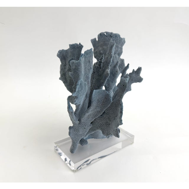 Natural Blue Coral specimen mounted on a polished acrylic base 6" x 2" x 1". Each piece is cleaned and trimmed from its...