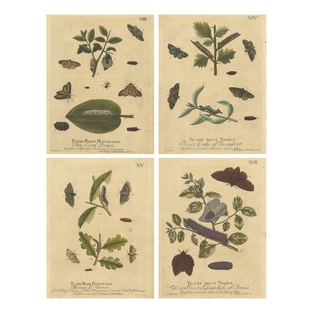 Albin, Moths & Caterpillars Buff-Tip, Winter Moth & Allies, 1720, Prints, Set of 4 For Sale