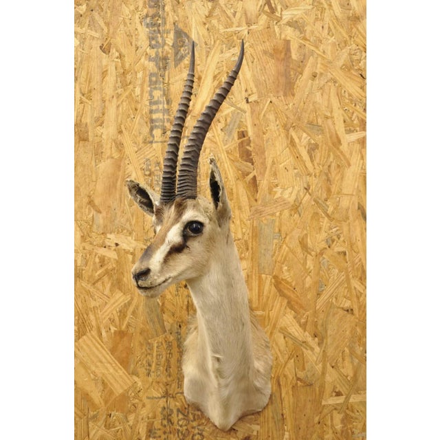 Vintage African Antelope Grant's Gazelle Horn Shoulder Mount Wall Taxidermy. Circa Mid 20th Century. Measurements...