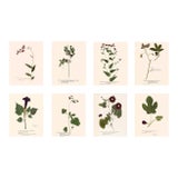 Antique Botanical Set in Oxblood - Set of 8 16" X 20" For Sale