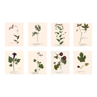Antique Botanical Set in Oxblood - Set of 8 16" X 20" For Sale