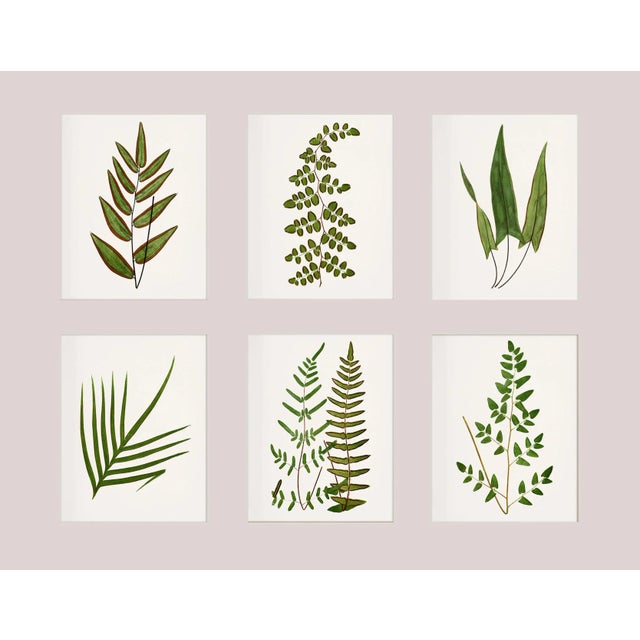 Reproduction Contemporary British Fern Art Prints - Set of 6 For Sale - Image 9 of 9