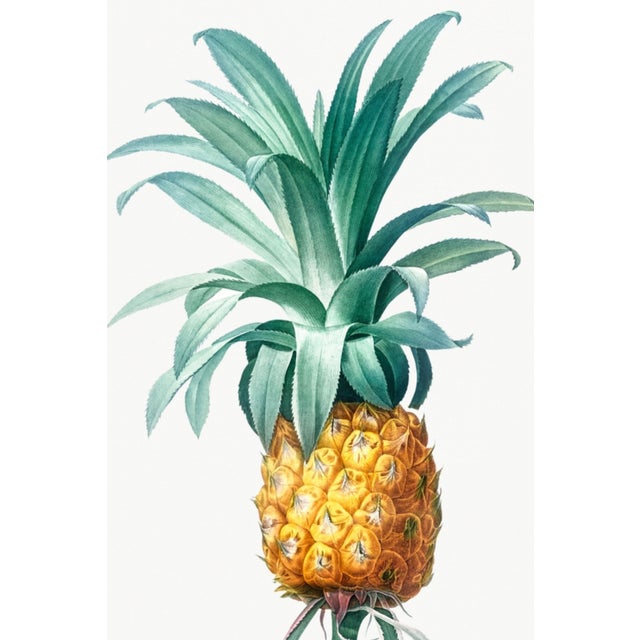 Vintage Pineapple Illustration, Botanical Art Print Reproduction, 20" X 30" For Sale In Buffalo - Image 6 of 10