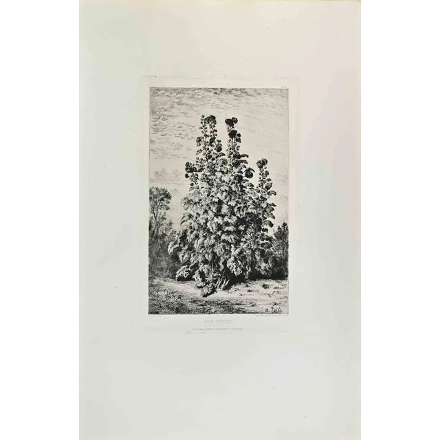 Rose Trémière is an artwork realized by Alfred Taiée in the 1870s. Etching. Good conditions. Realized for the "Société des...