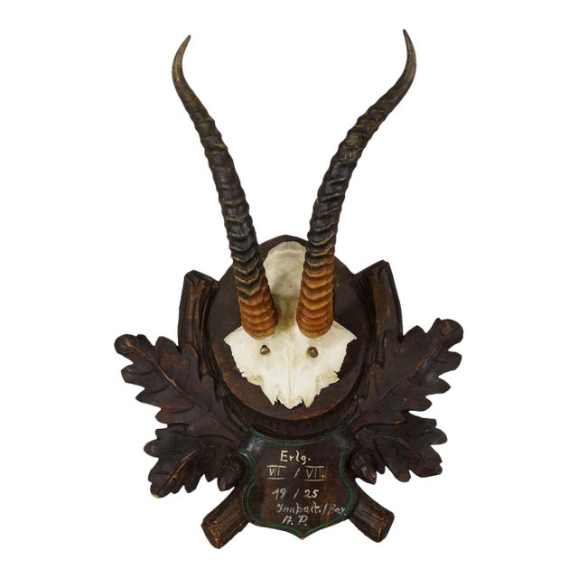 Antique Springbok Trophy on Carved Plaque, Austria 1925 For Sale
