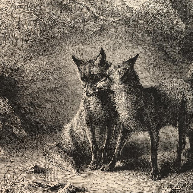 Print size: 11" x 14" Framed size: 12-1/4" x 15-1/4" This vintage fox engraving is absolutely stunning, reproduced from an...