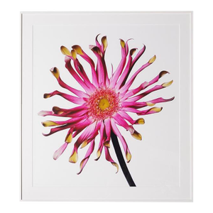 Gerbera Daisy, Framed Photograph, 51 x 56