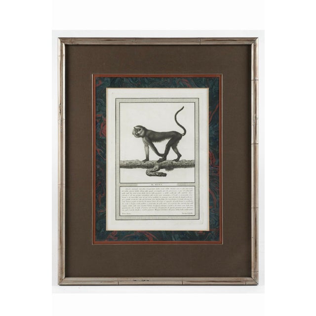 19th-C. French Monkey Engravings Nicolas Henri Jacob - Jacob’s Monkeys - Framed & Matted - Set of 6 For Sale - Image 4 of 10