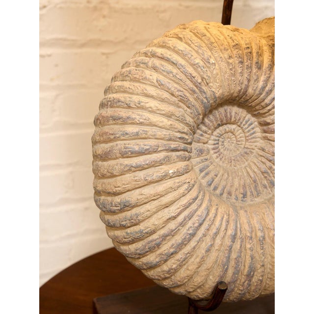 American Ammonite Fossil Table Lamp With Black Drum Shade For Sale - Image 3 of 4