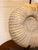American Ammonite Fossil Table Lamp With Black Drum Shade For Sale - Image 3 of 4