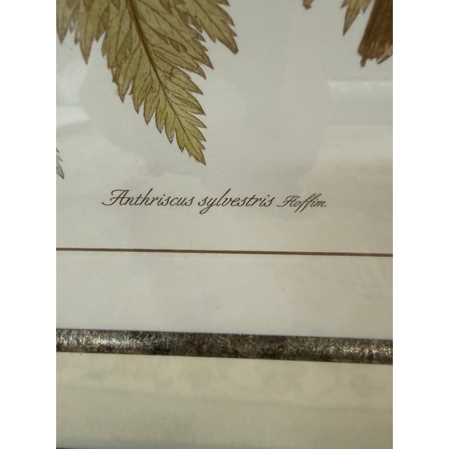 Lussier Lajoie Framing Botanical Prints, Set of Five For Sale - Image 10 of 12
