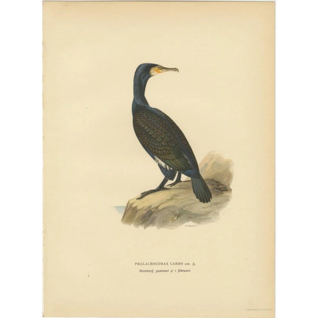 Antique Cormorant Bird Lithographs, Sweden, 1929, Set of 3 For Sale - Image 3 of 9
