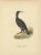 Antique Cormorant Bird Lithographs, Sweden, 1929, Set of 3 For Sale - Image 3 of 9