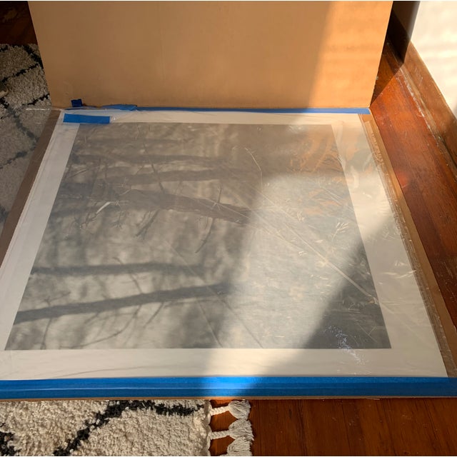 This large format photograph titled 'Pine Woods #37" elegantly documents the richly textured world of shapes and shadows....