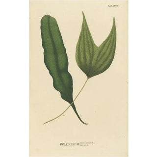 Carolo Ludovico Blume, Ferns of Java Polypodium, 1829, Handcolored Lithograph For Sale