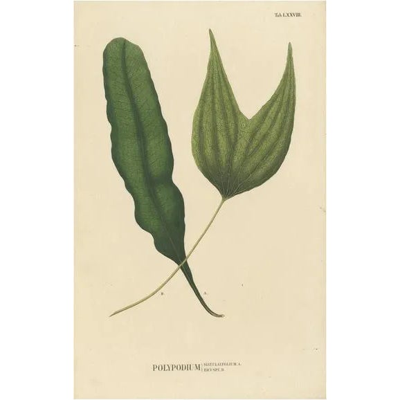 Carolo Ludovico Blume, Ferns of Java Polypodium, 1829, Handcolored Lithograph For Sale