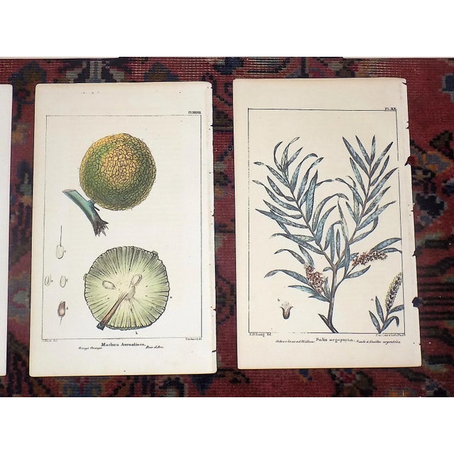 Mid 19th Century Antique 19th Century North AmericanTree Lithographs- Set of 7 For Sale - Image 5 of 8