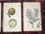 Mid 19th Century Antique 19th Century North AmericanTree Lithographs- Set of 7 For Sale - Image 5 of 8