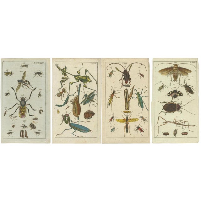 Captivating Natural History Prints: Insects, Life Cycles and Details, 1832, Print, Set of 3 For Sale - Image 6 of 6