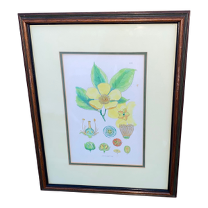 Antique Botanical Framed Print #140 Stuartia. Antique Framed Botanical Illustration of a Stuartia Flower.