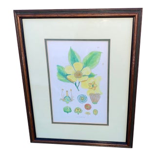 Mid-Century Framed Mark Catesby "Stuartia Silky Camellia" Botanical Print, Coffey & Thompson For Sale