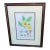 Mid-Century Framed Mark Catesby "Stuartia Silky Camellia" Botanical Print, Coffey & Thompson For Sale