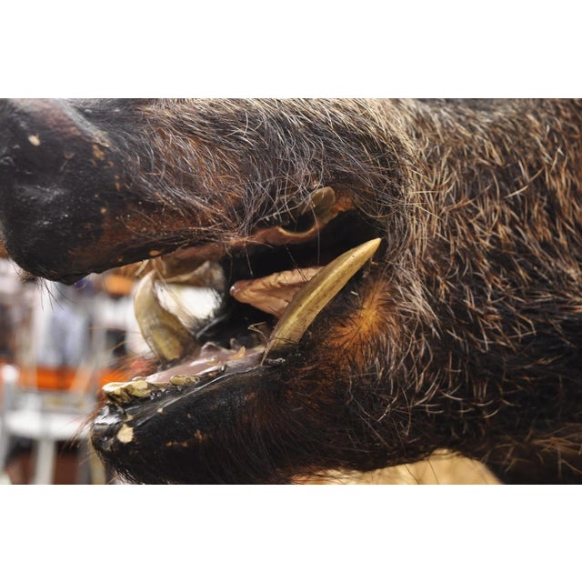 Vintage Wild Boar Head Taxidermy Hog Pig Head Wall Mount Log Cabin Decor For Sale - Image 12 of 18