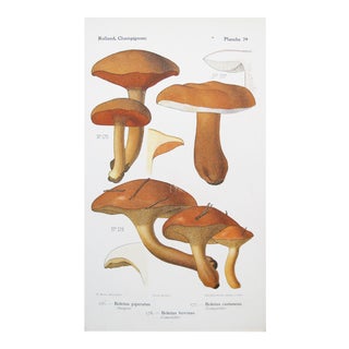 1910 French Vintage Botanical Mushroom Print For Sale