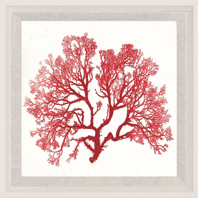 Contemporary Bradbury Seaweeds 06, Framed Artwork For Sale - Image 3 of 3