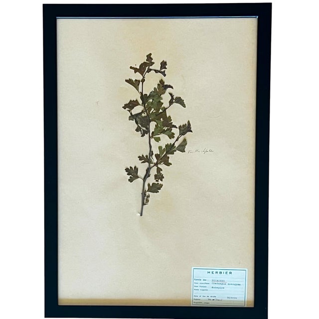 1965 French Herbarium Botanical Specimens – Set of 9 Custom Framed Pressed Botanicals For Sale - Image 17 of 17