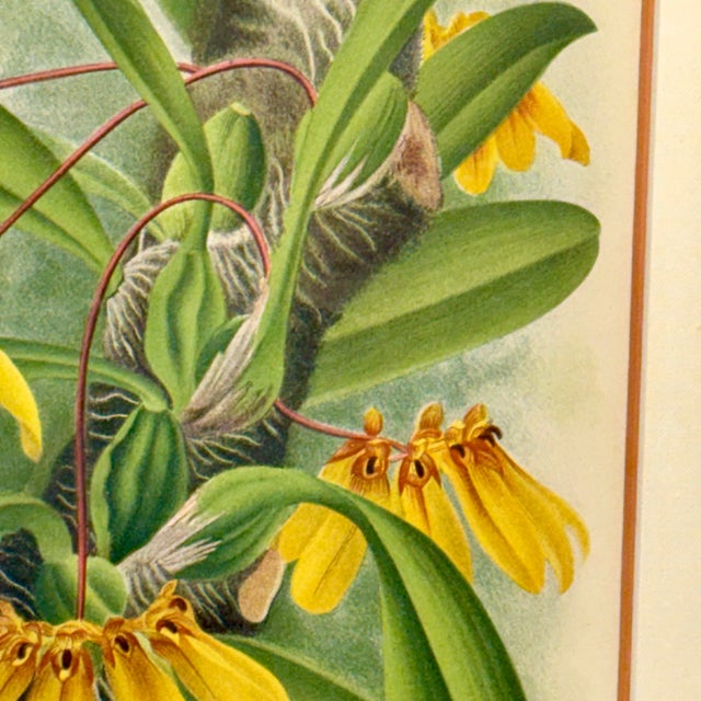 Late 19th Century 1890s Gilt & Slub Linen Framed Lindenia Orchid Print Curated by Turtle and Crane - Palm Beach Regency Maximalist For Sale - Image 5 of 16