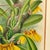 Late 19th Century 1890s Lindenia Orchid Chromolithograph, Gilt Frame For Sale - Image 5 of 16