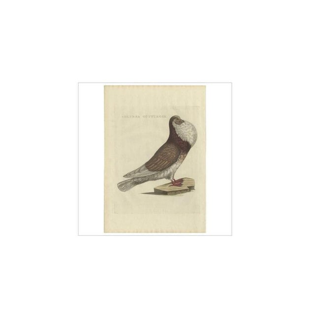 Sepp, Houttuyn & Nozeman, Cropper Pigeon, 1829, Print For Sale - Image 4 of 7