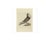 Sepp, Houttuyn & Nozeman, Cropper Pigeon, 1829, Print For Sale - Image 4 of 7