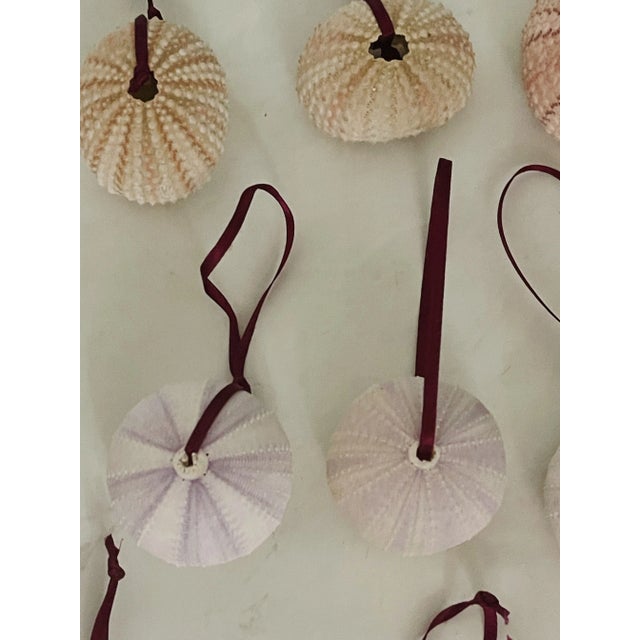 Vintage Boho Coastal Ornaments Sea Shells -14 For Sale - Image 4 of 5