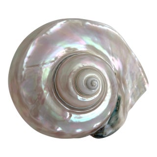 Rare Mother-of-Pearl Turbo Marmoratus Shell For Sale