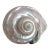 Rare Mother-of-Pearl Turbo Marmoratus Shell For Sale