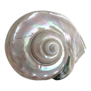 Rare Mother-of-Pearl Turbo Marmoratus Shell