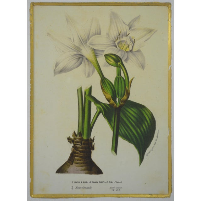 Late 20th Century Fine Pair of Trowbridge Giltwood Frames W Floral Lithographs For Sale - Image 5 of 7