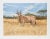 Joseph Vance, "Antelope," Lithograph For Sale