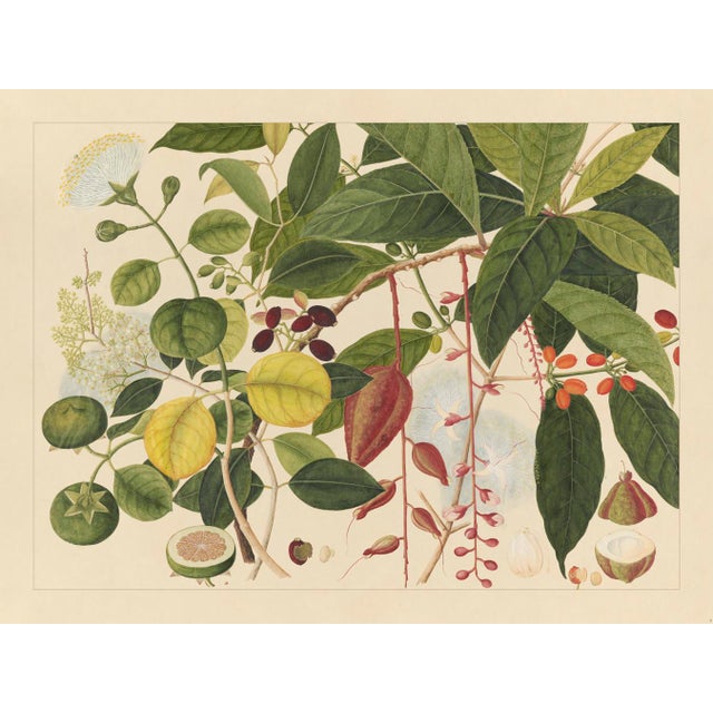 Golden Tropic Botanicals, Giclée Print #3 Reproduction For Sale