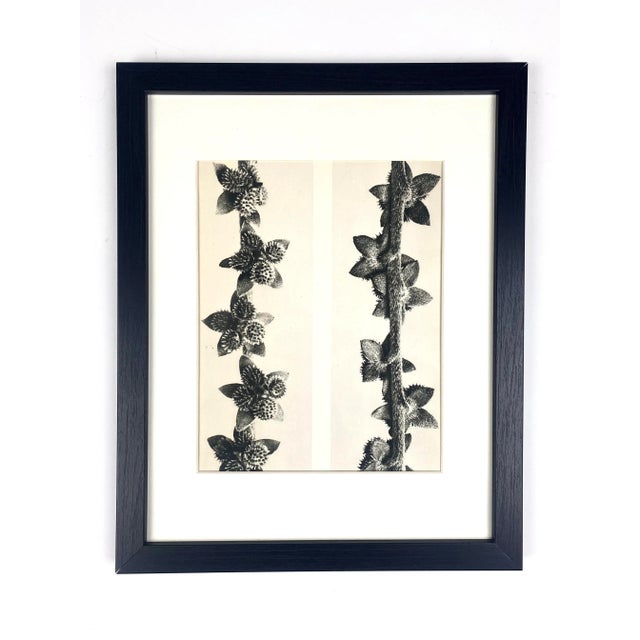 Photography 1940s Framed Botanical Blossfeldt Print - No. 27 For Sale - Image 7 of 7